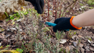 Dead plants that do not survive the winter should be removed or replaced.