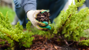 Mulch improves water retention to maintain soil moisture.