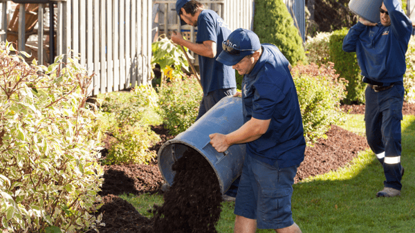 Adding mulch to garden beds that are exposed to direct sunlight.
