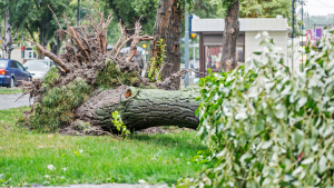 A fallen tree is an example of winter property damage our team can help with.