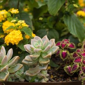 flowers and succulents