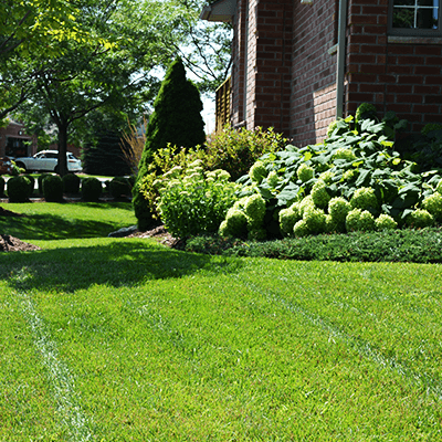 Front Lawns & Grading